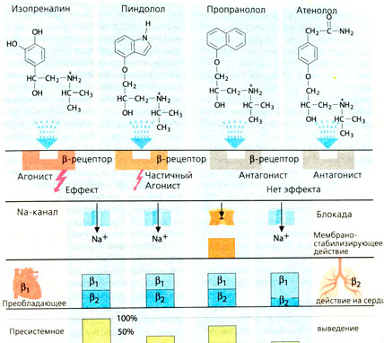 А. β-Адренолитики