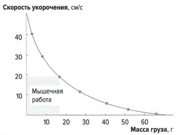 Файл:Mishci sport83.jpg
