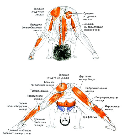 ПРАСАРИТА-ПАДОТТАНАСАНА Наклон стоя с широко разведенными ногами