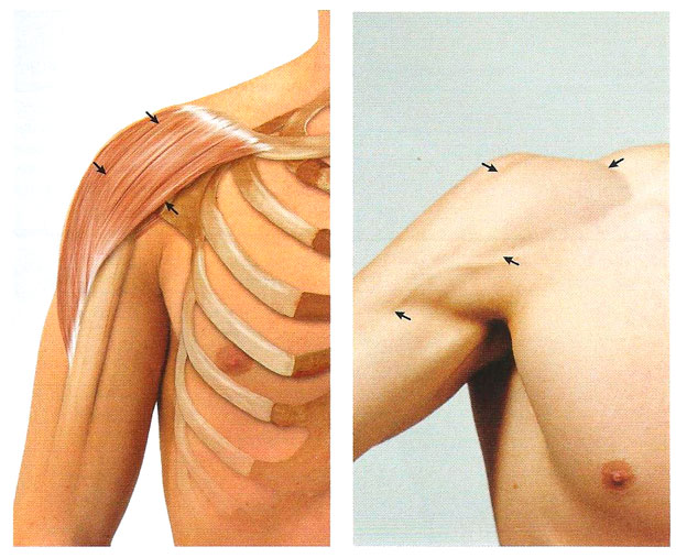 Файл:Mishci sport24.jpg