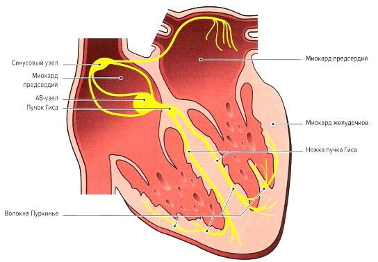 Файл:Mishci sport71.jpg