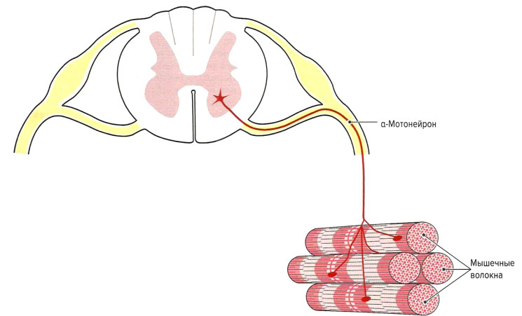 Файл:Mishci sport5.jpg