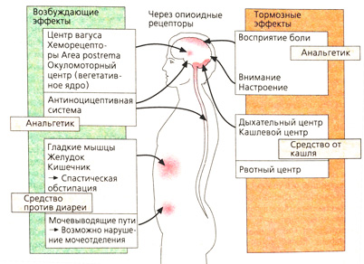 Б. Действие опиоидов