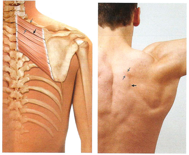 Файл:Mishci sport22.jpg