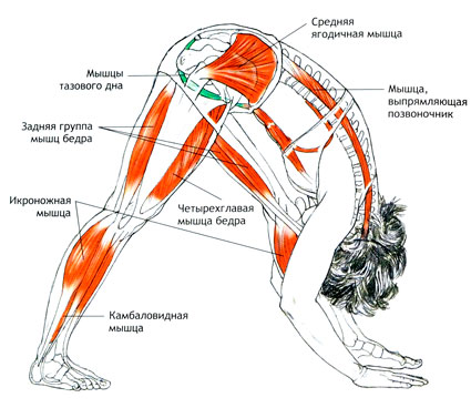 ПАРШВОТТАНАСАНА Интенсивная боковая растяжка