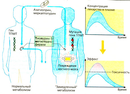 Генетически обусловленные варианты фармакодинамики
