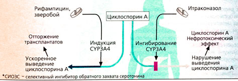 Взаимодействие лекарств и цитохрома Р450