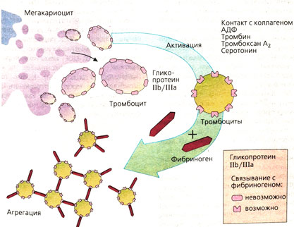 Образование сети тромбоцитов с помощью интегрина GPIIb/IIIa