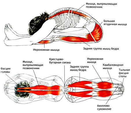 Пашчимоттанасана Поза растягивания спины