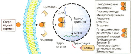 Г. Рецептор, регулирующий синтез белка