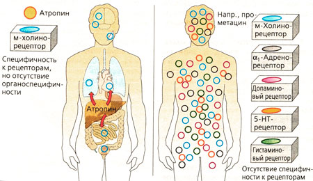 В. Побочное действие лекарств: низкая специфичность