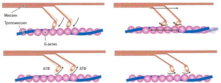 Файл:Mishci sport81.jpg