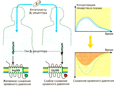 Генетически обусловленные варианты фармакодинамики