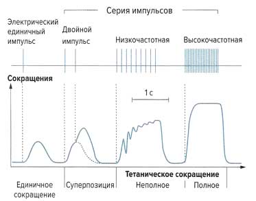 Файл:Mishci sport79.jpg