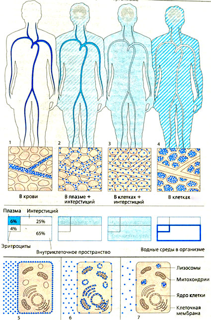 Распределение лекарственных средств