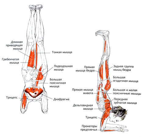 Пинча-маюрасана — Поза павлиньего пера