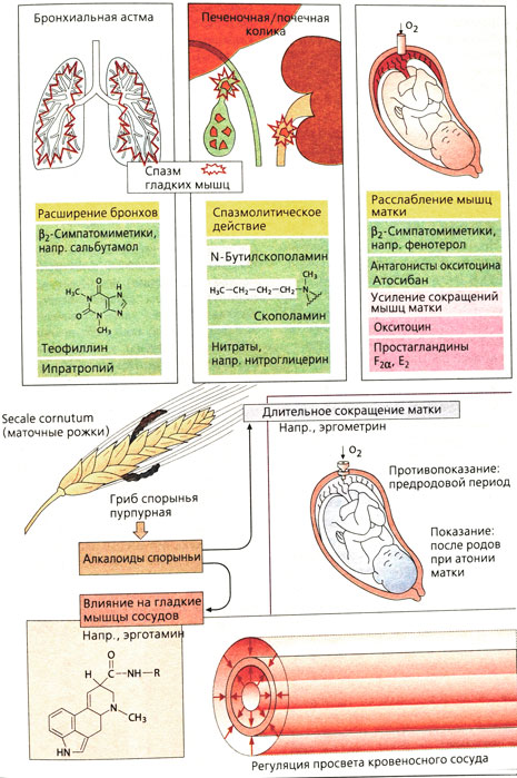 Средства, влияющие на органы с гладкими мышцами