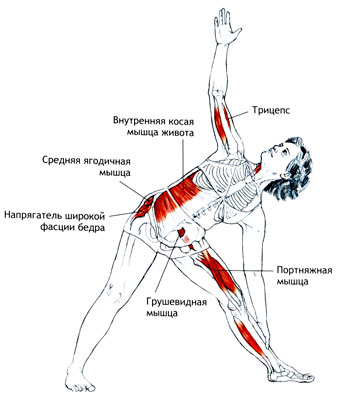 УТТХИТА-ТРИКОНАСАНА Поза вытянутого треугольника