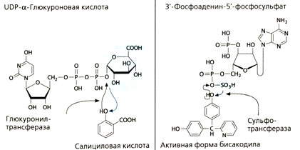 Реакции конъюгации