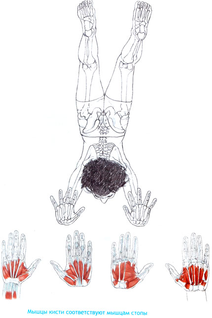 Мышцы кисти соответствуют мышцам стопы