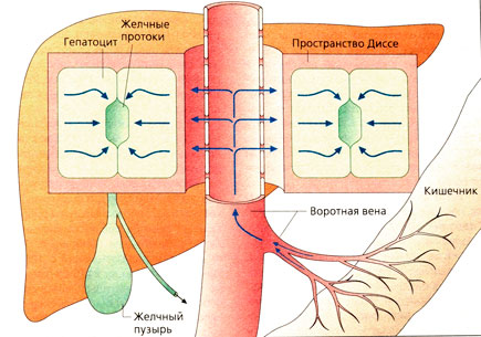 Продвижение ЛВ по воротной вене, пространству Диссе и гепатоцитам