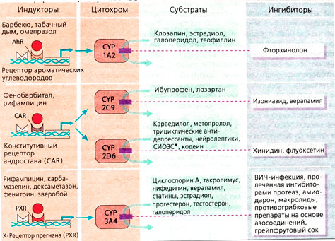 Изоферменты цитохрома Р450