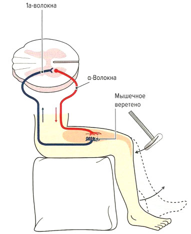 Файл:Mishci sport7.jpg