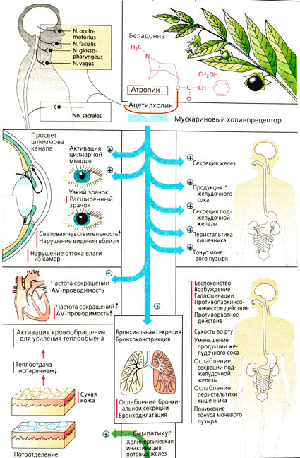 Развитие возбуждения при блокаде парасимпатикуса