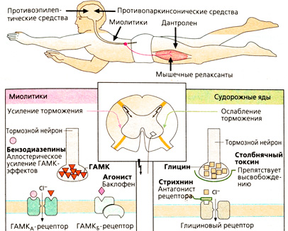 А. Влияние различных веществ на тонус скелетных мышц