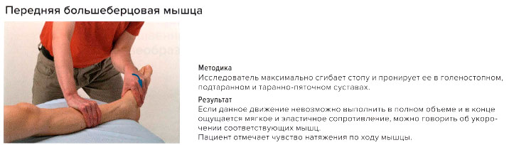 Стресс-тест передней большеберцовой мышцей