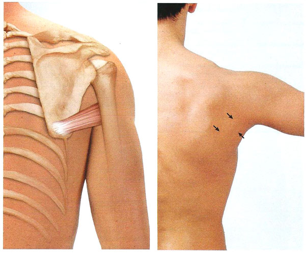 Файл:Mishci sport29.jpg