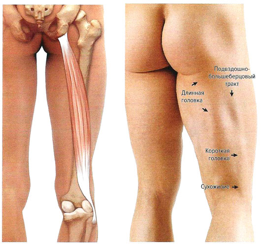 Файл:Mishci sport56.jpg