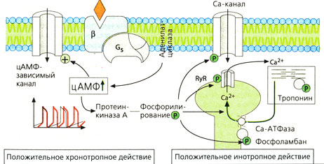 Б. Влияние катехоламинов на работу сердца