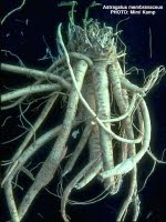 Файл:Radix astragalus.jpg