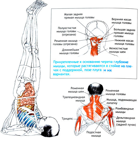 САЛАМБА-САРВАНГАСАНА - Стойка на плечах с поддержкой