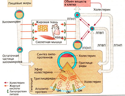 Обмен липопротеинов