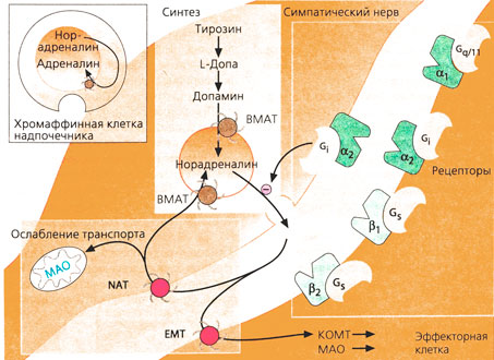 Б. Второй нейрон и высвобождение норадреналина