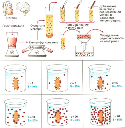 Изменение связывания (В) в зависимости от концентрации (с)