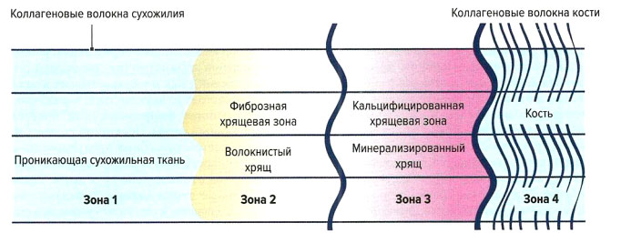 Файл:Mishci sport15.jpg