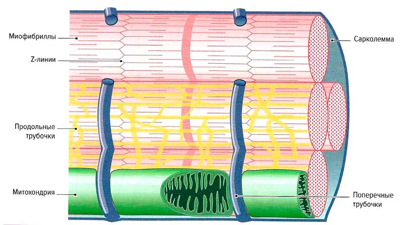 Файл:Mishci sport75.jpg