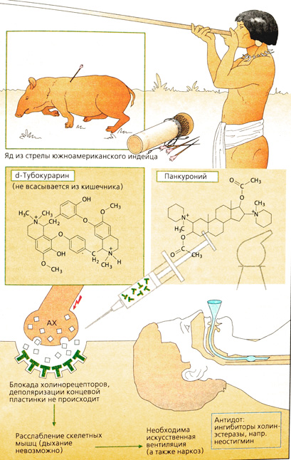 А. Недеполяризующие миорелаксанты