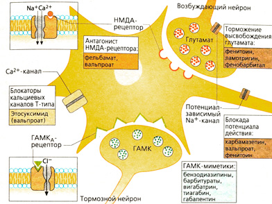 А. Точки приложения противоэпилептических средств