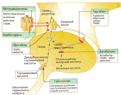 Б. Точки приложения противоэпилептических средств на ГАМК-ергическом синапсе