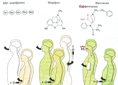 А. Способ применения и биодоступность опиоидов
