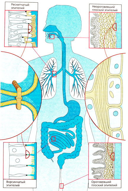 Наружные барьеры организма