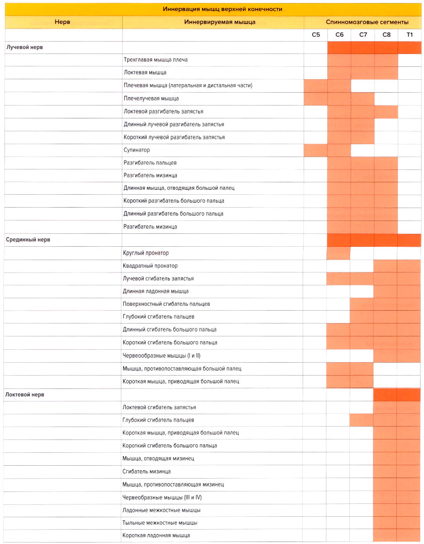 Иннервация мышц верхней конечности