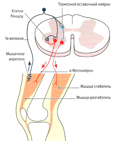 Файл:Mishci sport8.jpg