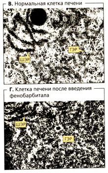 Клетки печени