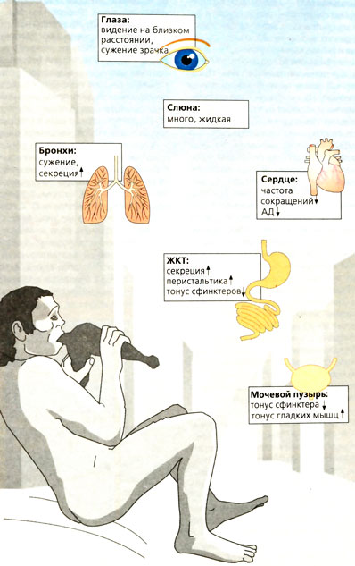Эффекты, возникающие при активации парасимпатикуса