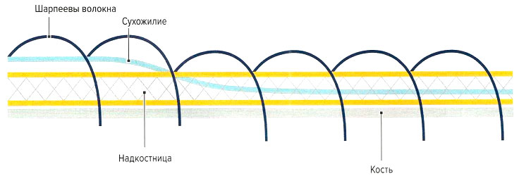 Файл:Mishci sport16.jpg